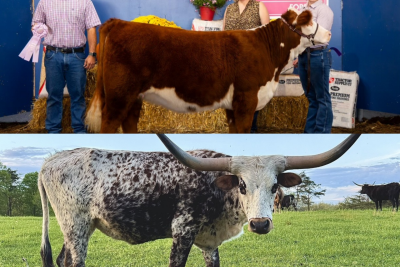 Abigale (at top) and Plumjelly (at bottom) in a collage of photos