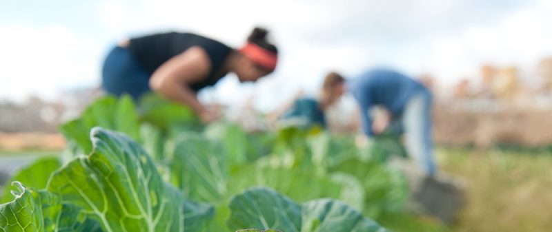 Students working at Homefield Farm