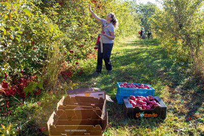 This image shows Isabelle Largen picking apples in an orchard, and there are others in the background also picking the apples.